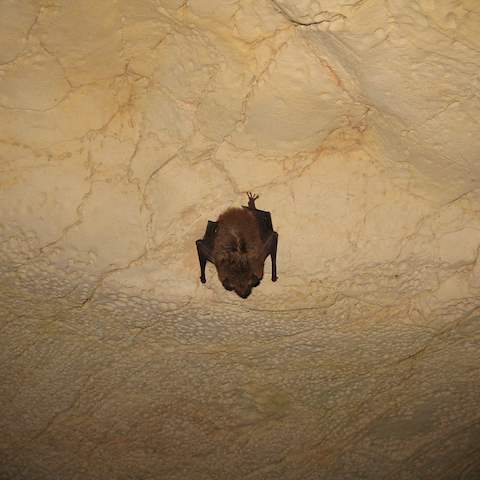 January 2012 Caving Trip - Organ Cave, WV