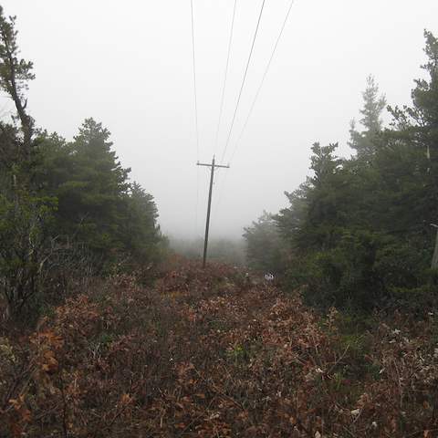 October 2012 Black Oak - Craigsville, VA