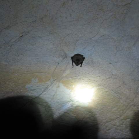January 2012 Caving Trip - Organ Cave, WV