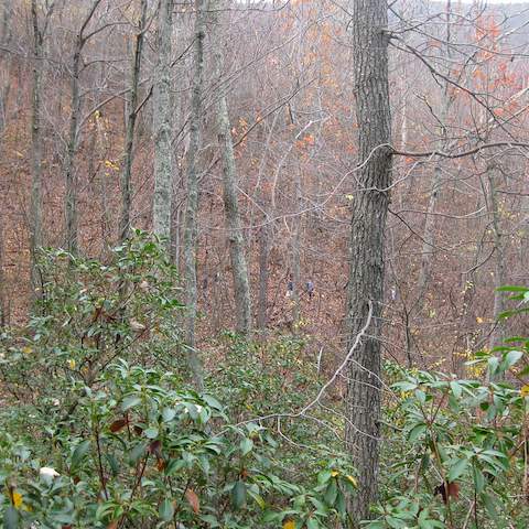 October 2012 Black Oak - Craigsville, VA