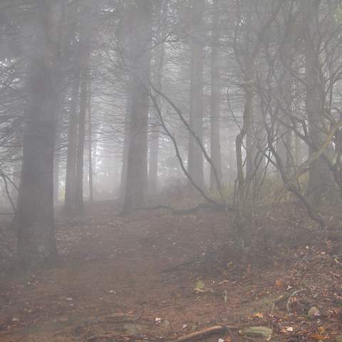 October 2012 Black Oak - Craigsville, VA